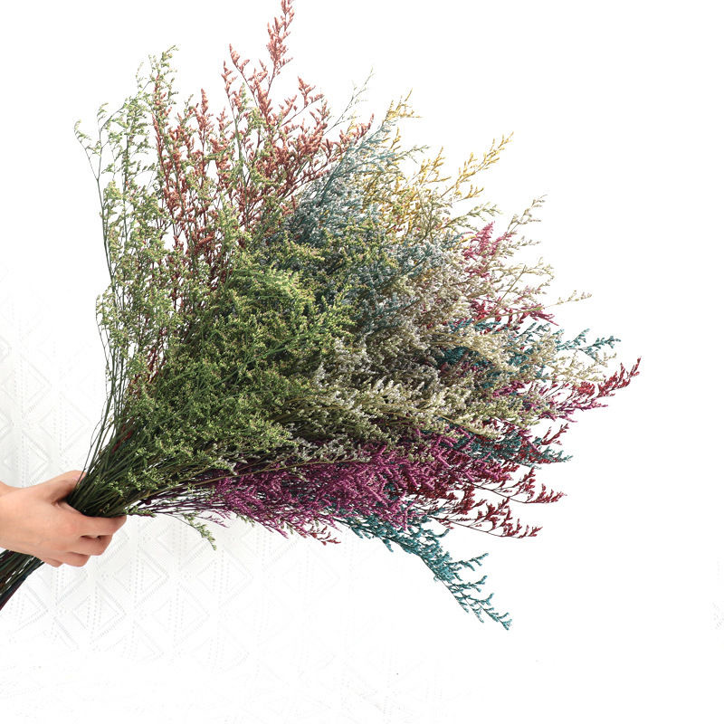 Dye Uptake Limonium