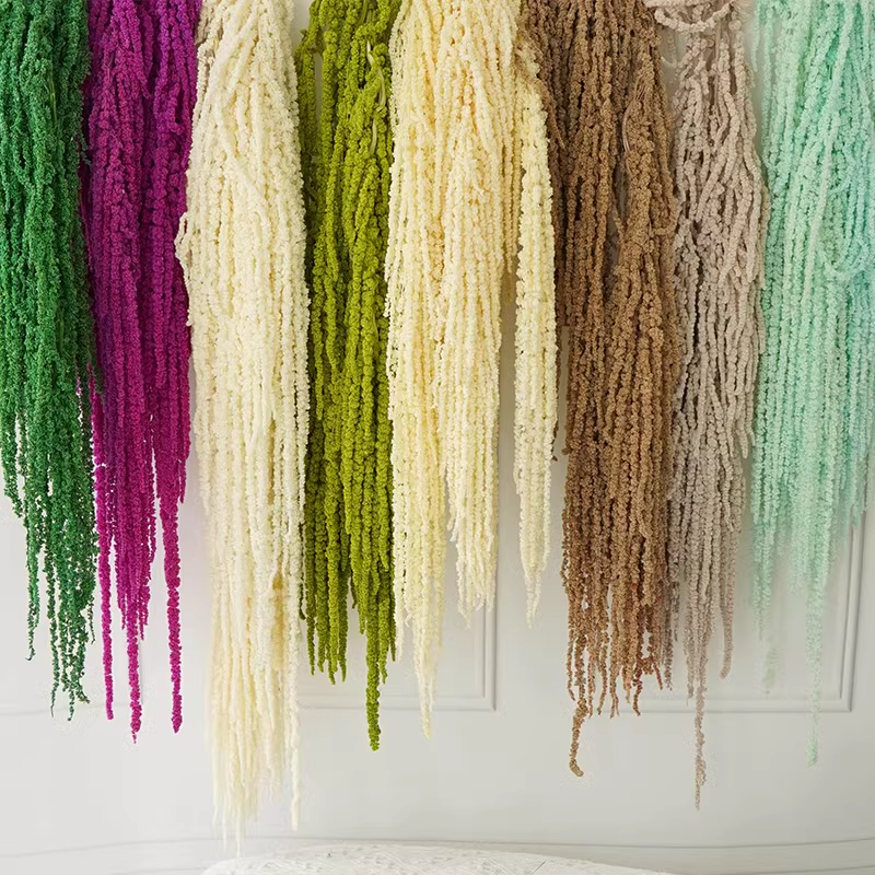 Amaranthus Caudatus