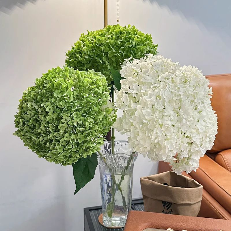 Anna Hydrangea