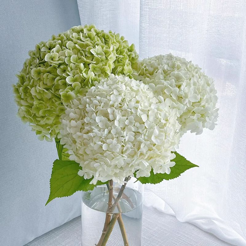 Anna Hydrangea