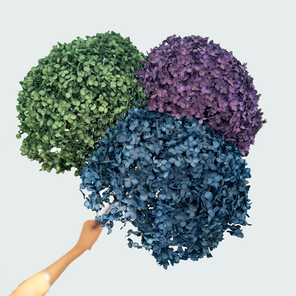 Anna Hydrangea