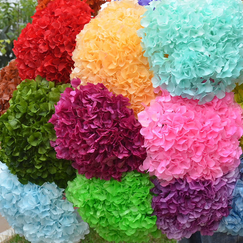 Big-leaf hydrangea