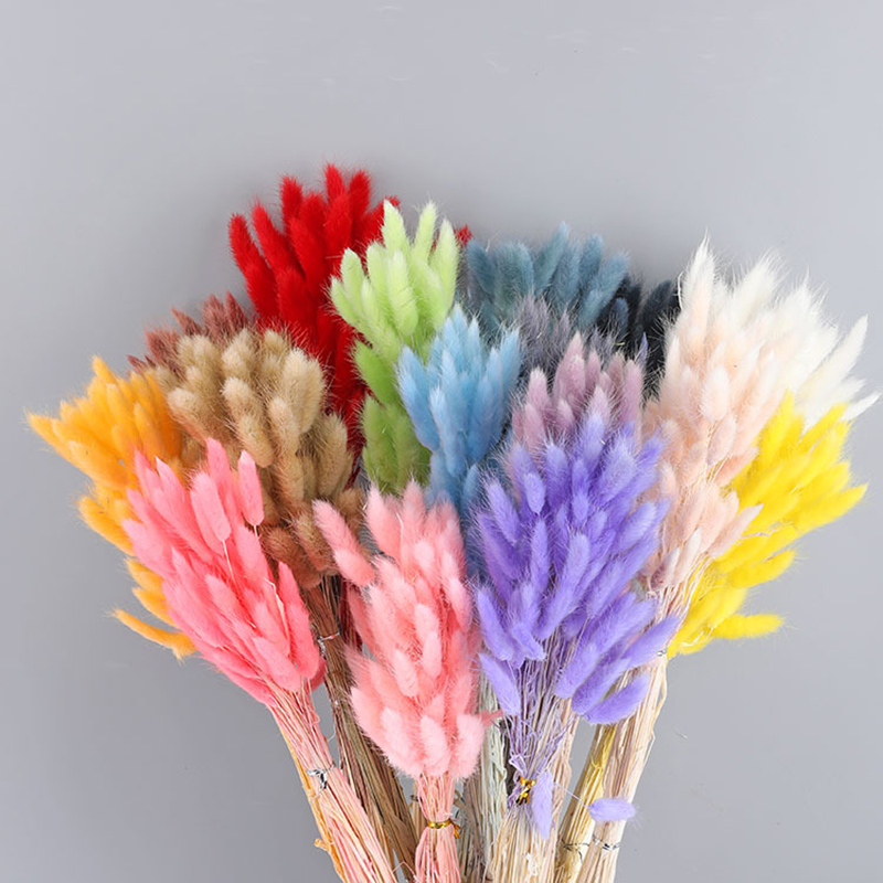Bunny Tail Grass