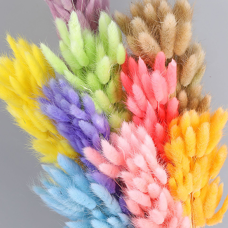 Bunny Tail Grass