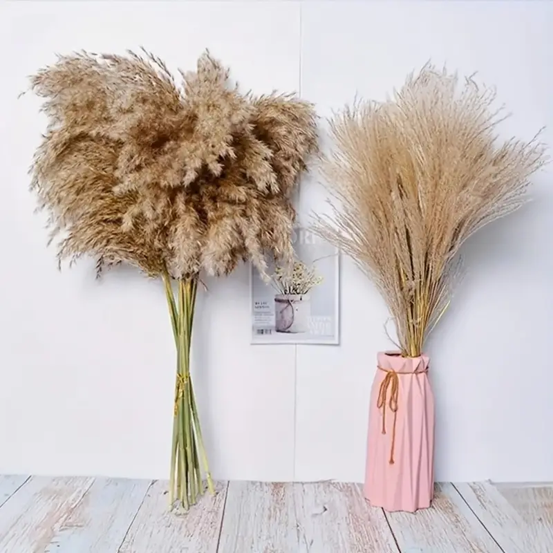 Large Plume Dry Pampas Grass