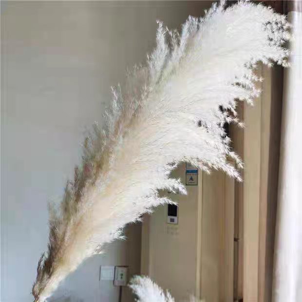 Large Plume Dry Pampas Grass