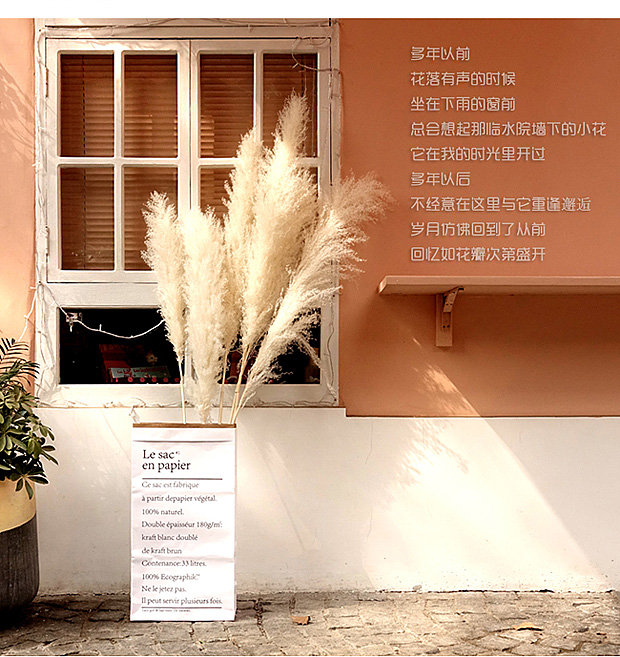 Large Plume Dry Pampas Grass