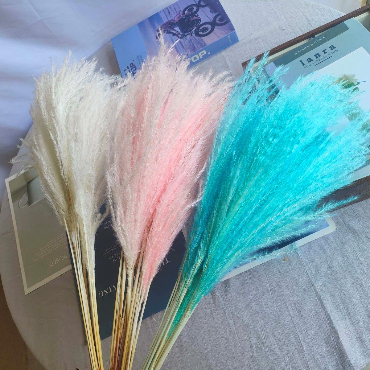 Reed Grass