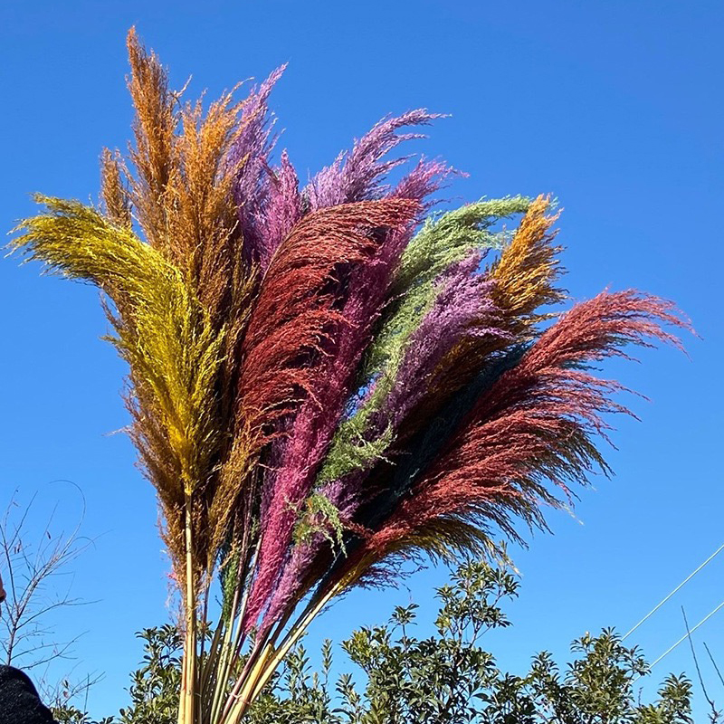 Hardcore Reeds Grass