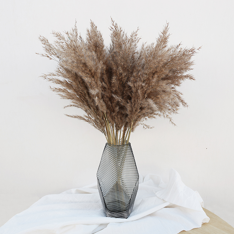 Wild reed pampas