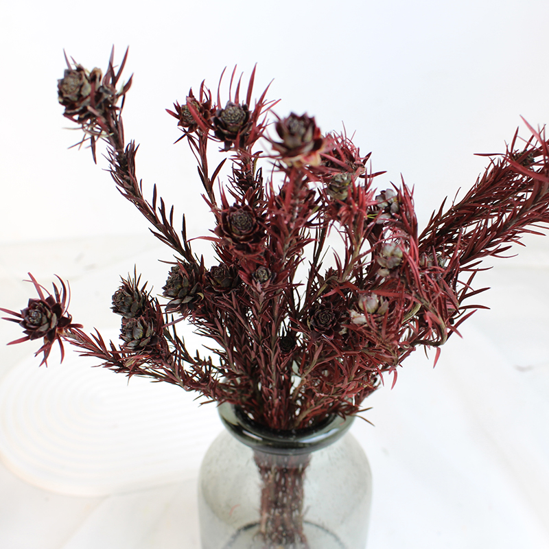Dried Australian Tulip Flower