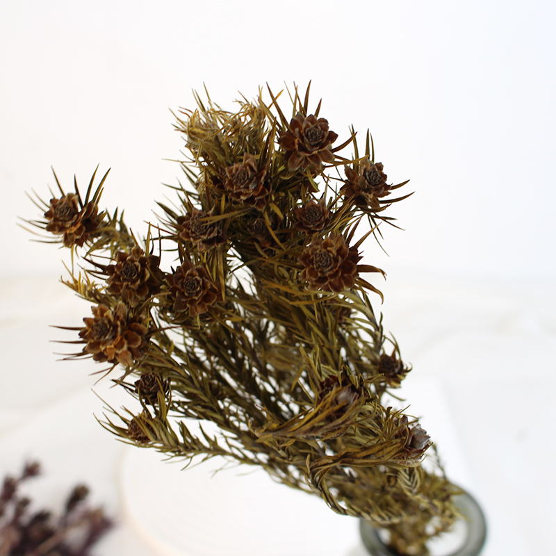 Dried Australian Tulip Flower