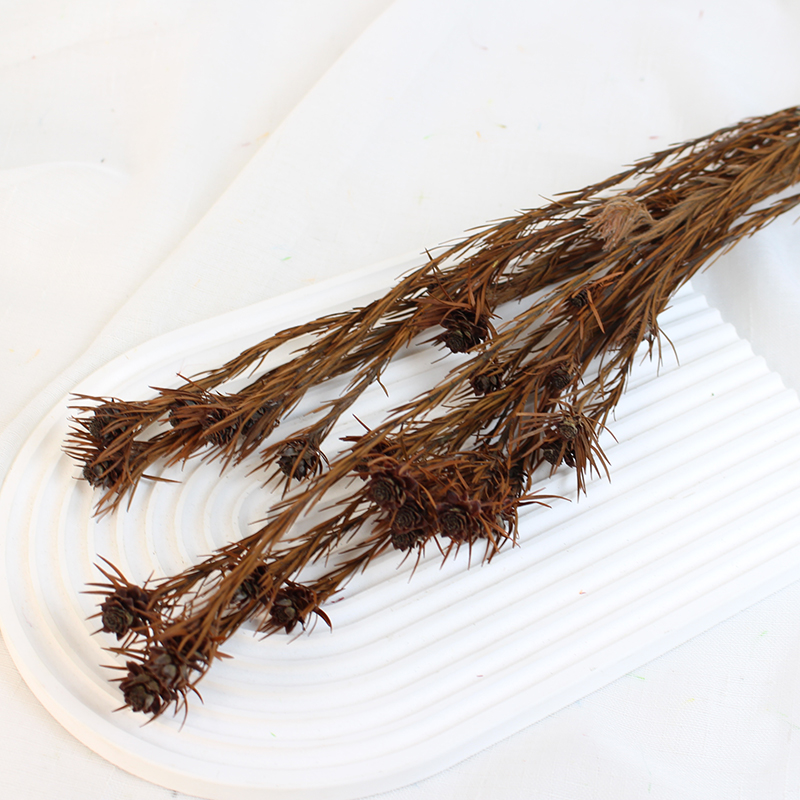 Dried Australian Tulip Flower