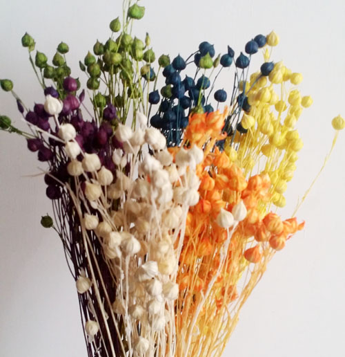 Jequirity Bean /Jumble-beads