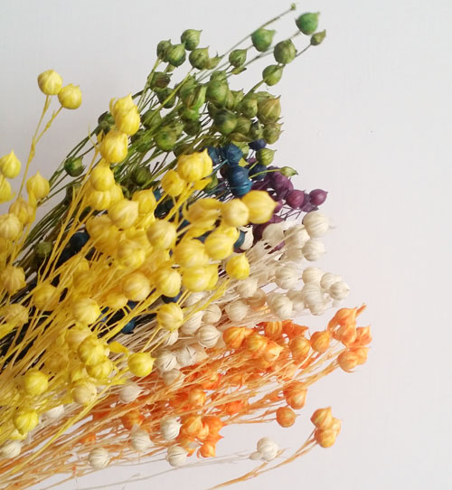 Jequirity Bean /Jumble-beads