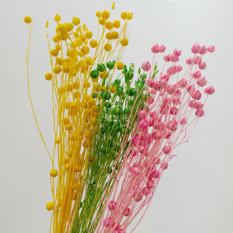 Jequirity Bean /Jumble-beads