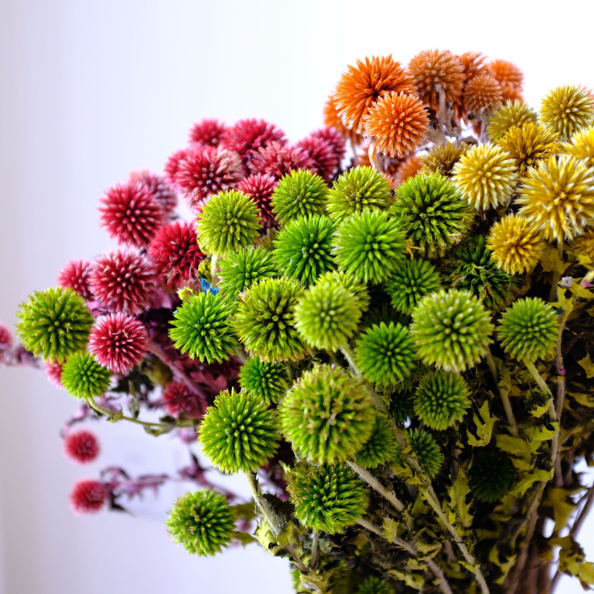 Globe Thistle/Echinops Sphaerocephalus