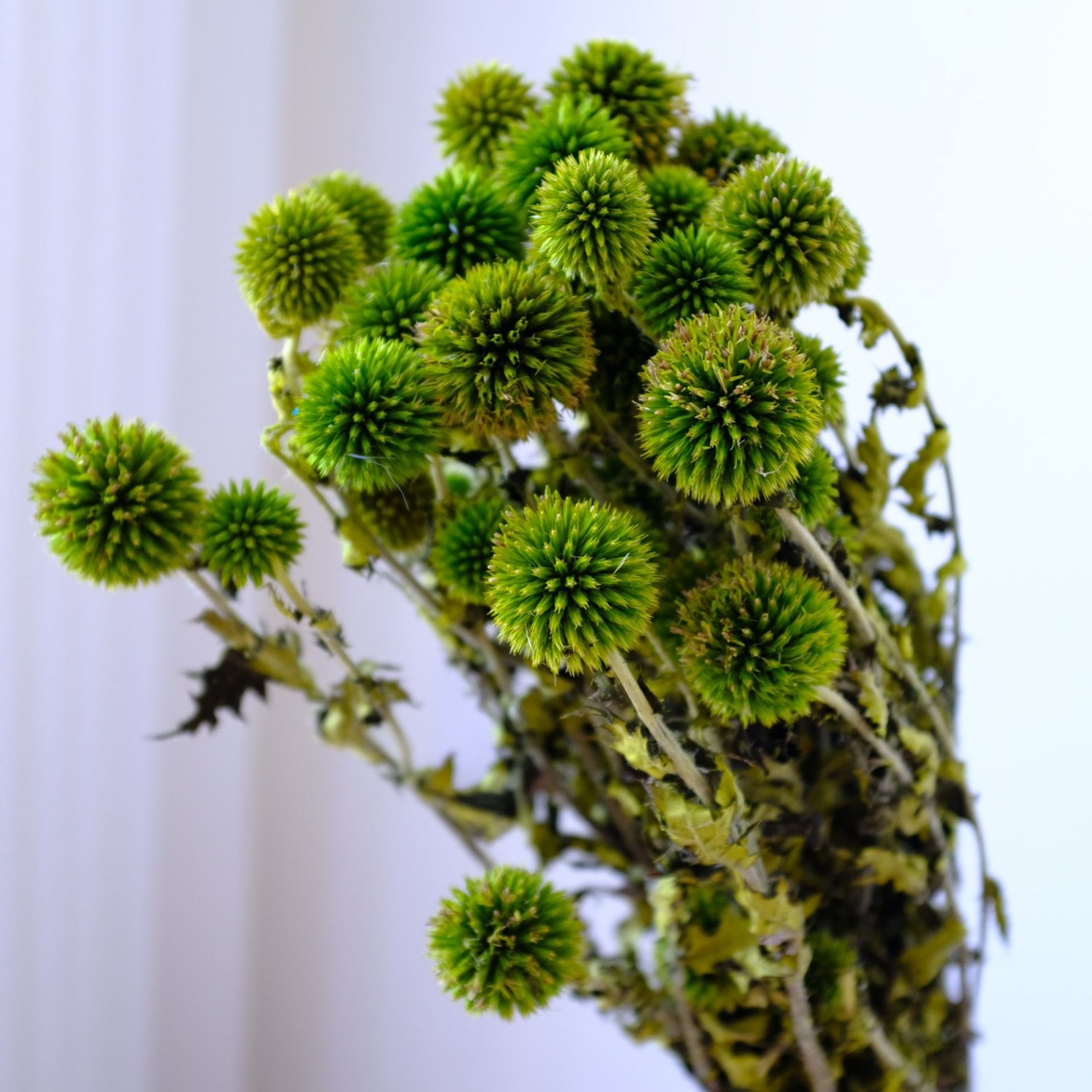 Globe Thistle/Echinops Sphaerocephalus