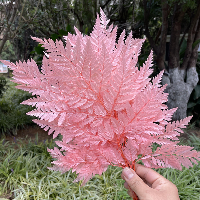 Arachniodes/Fern Leaves