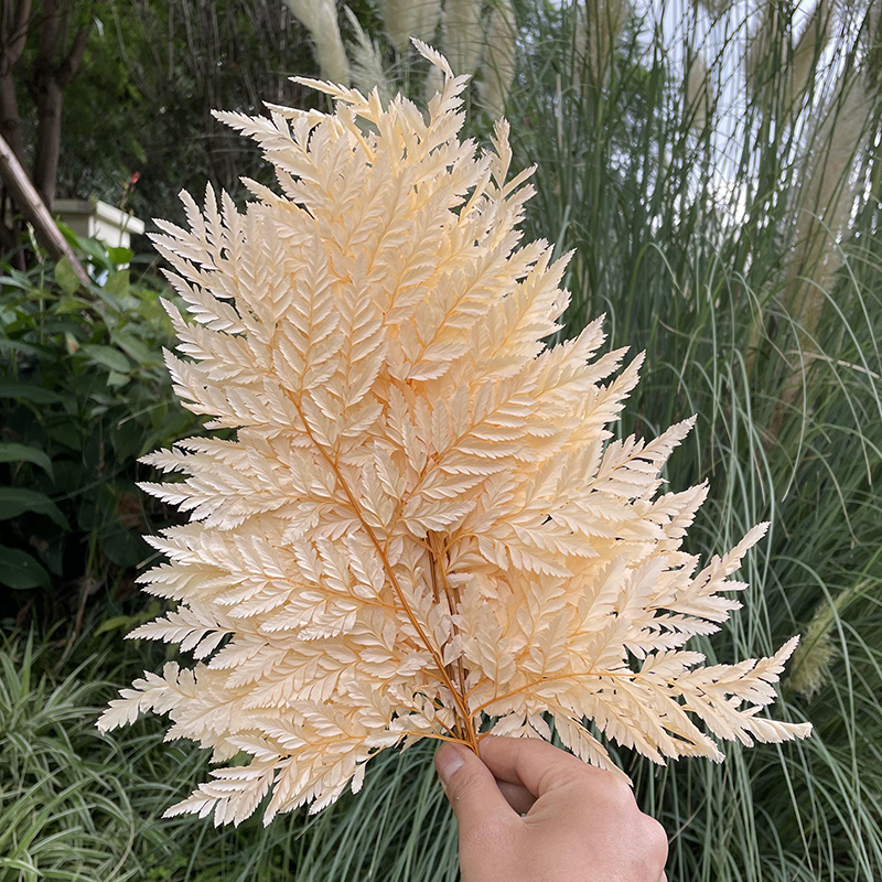 Arachniodes/Fern Leaves