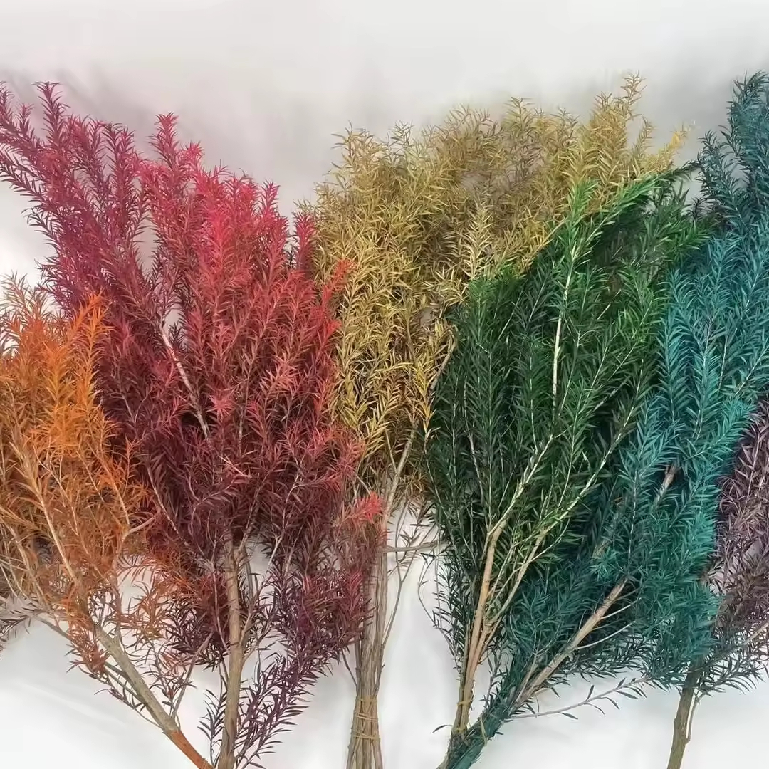 Melaleuca Bracteata