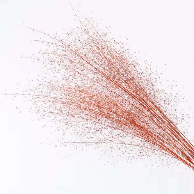 Muhly Grass