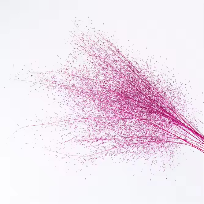 Muhly Grass