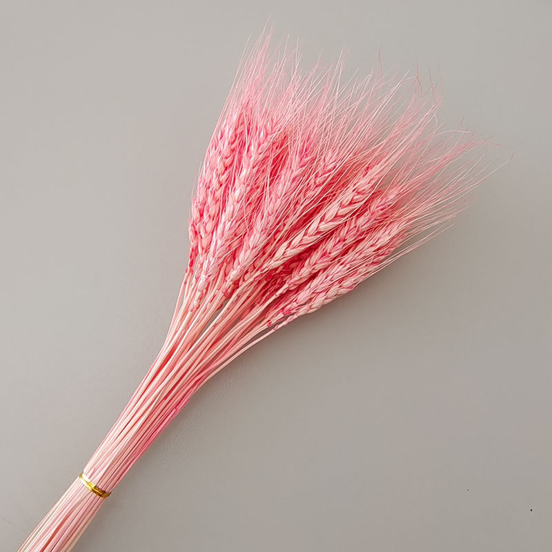 Dried Wheat