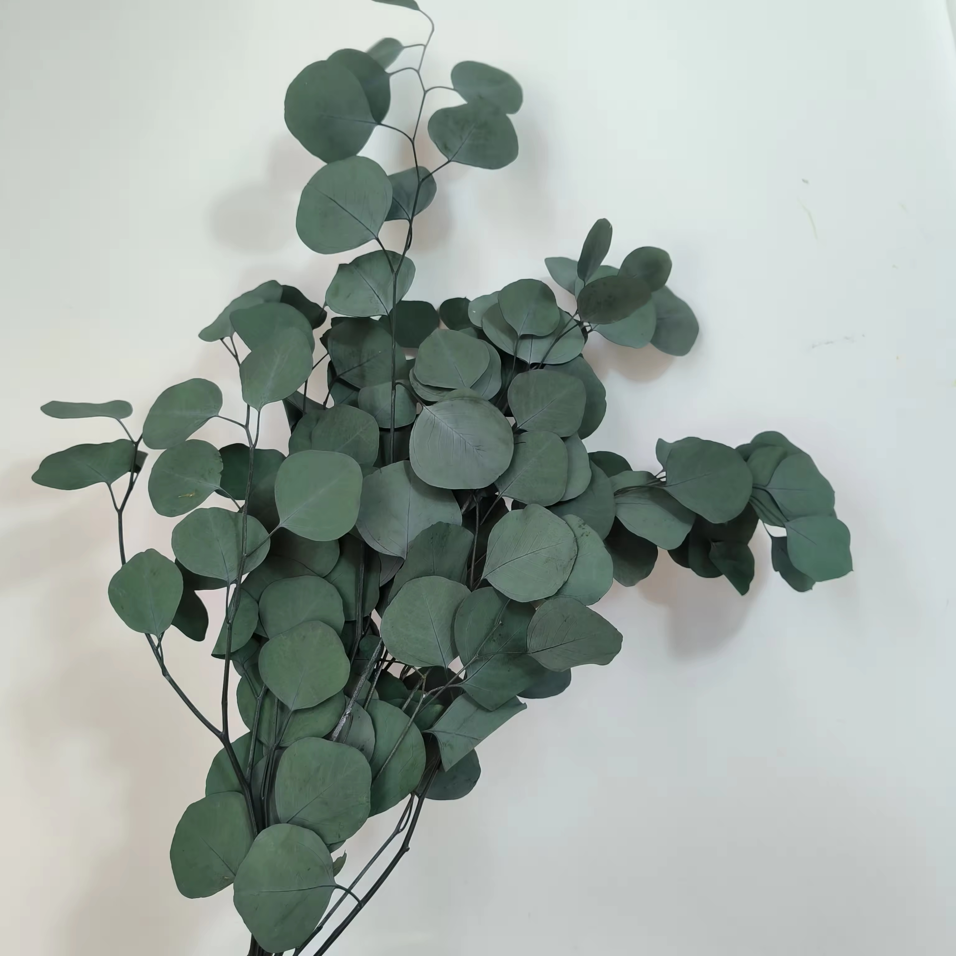 Silver Dollar Leaves