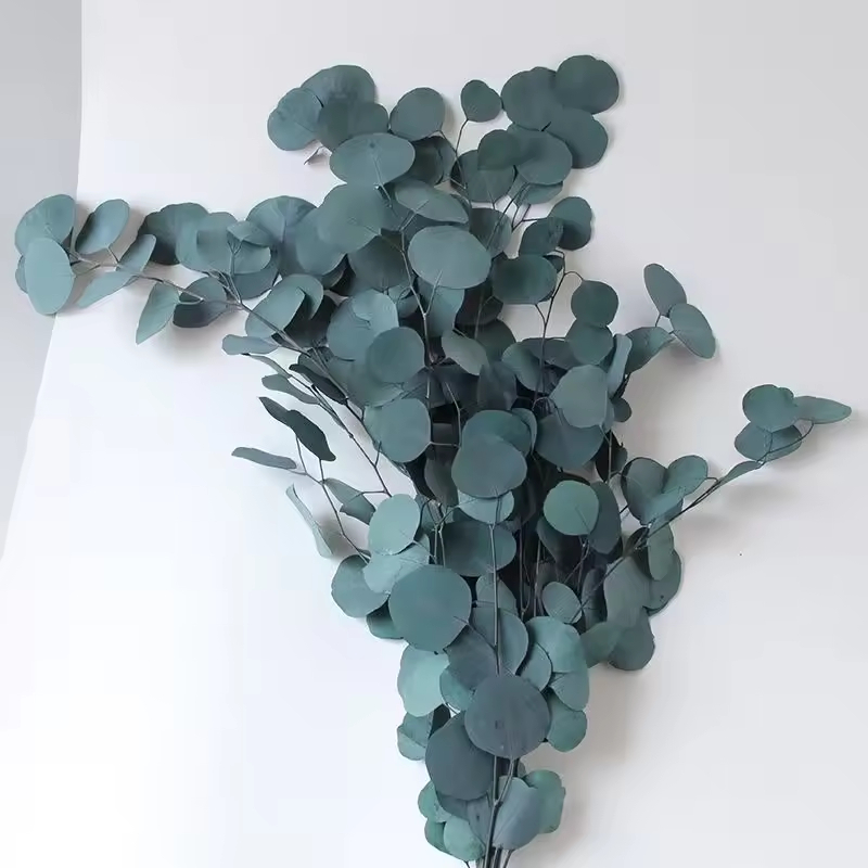 Silver Dollar Leaves