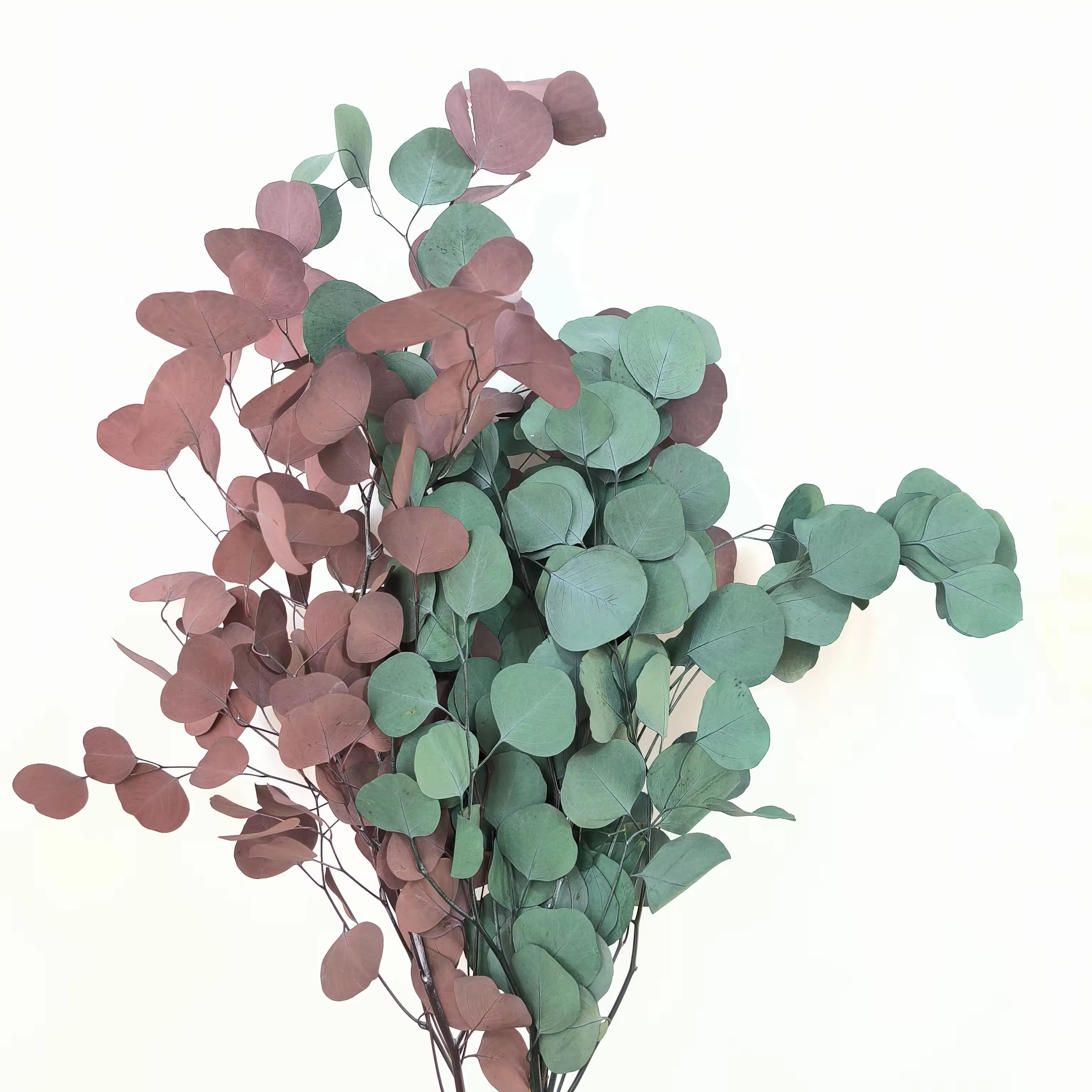 Silver Dollar Leaves