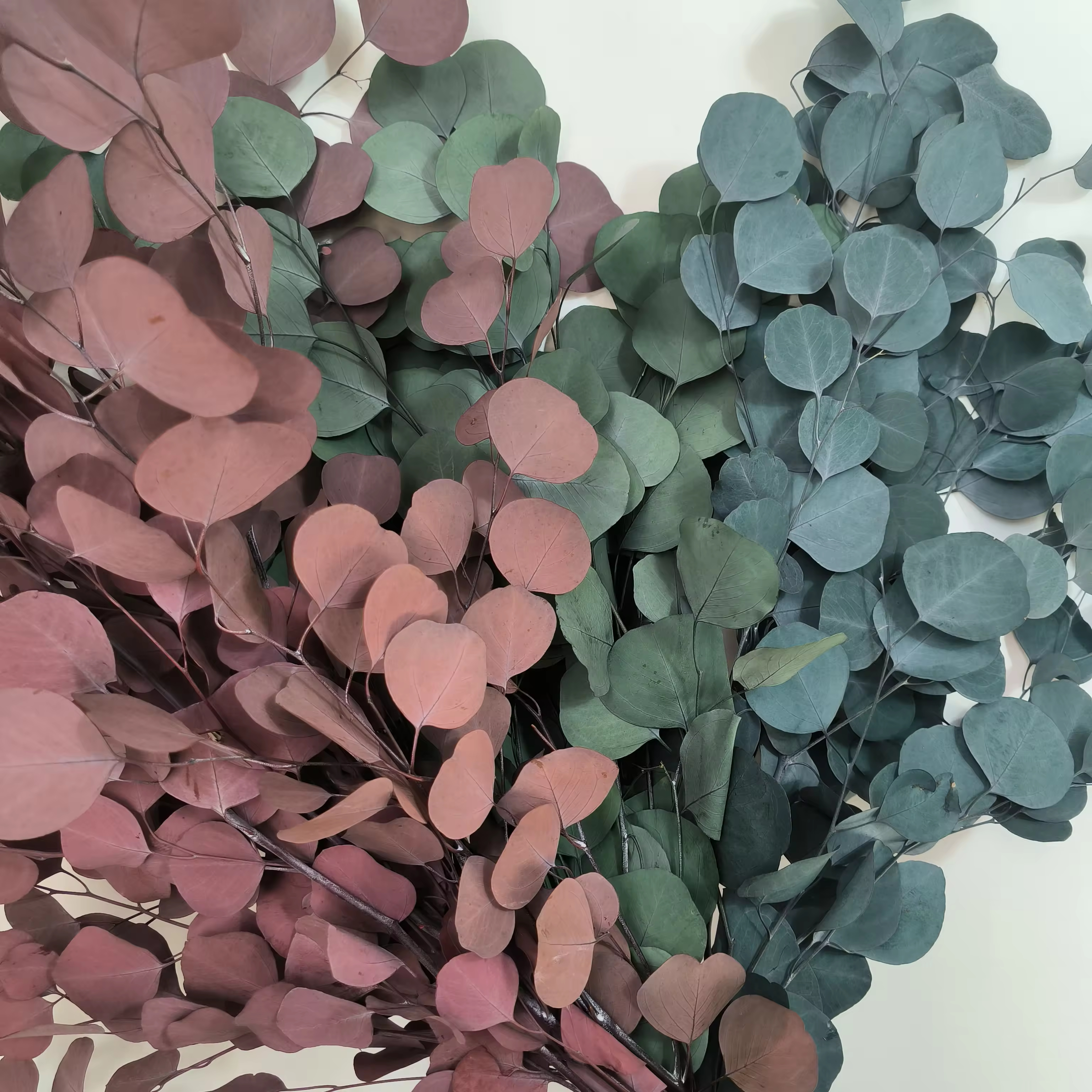 Silver Dollar Leaves