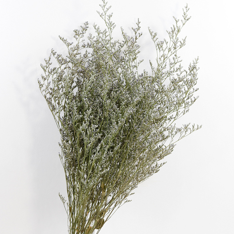 Dye Uptake Limonium