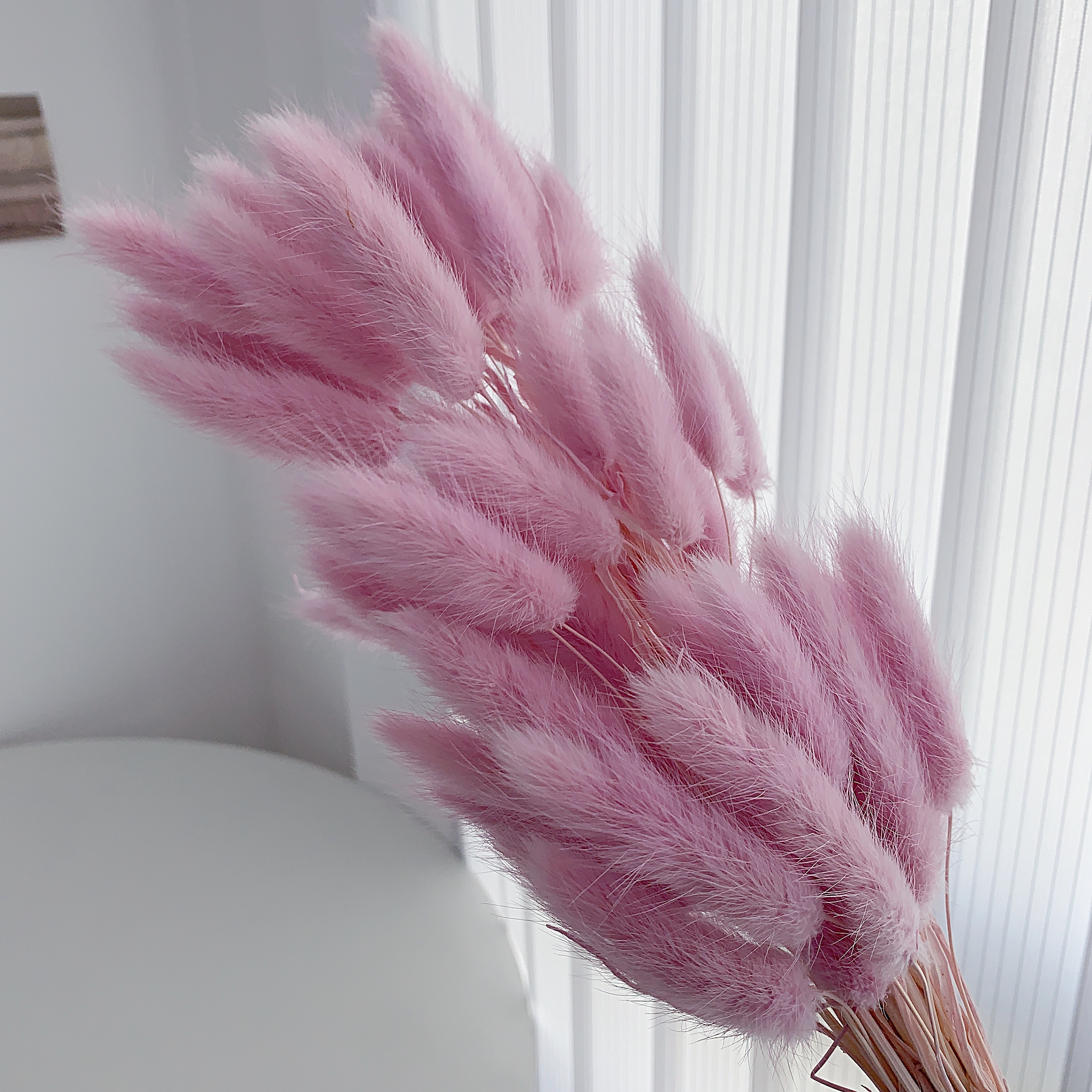 Bunny Tail Grass