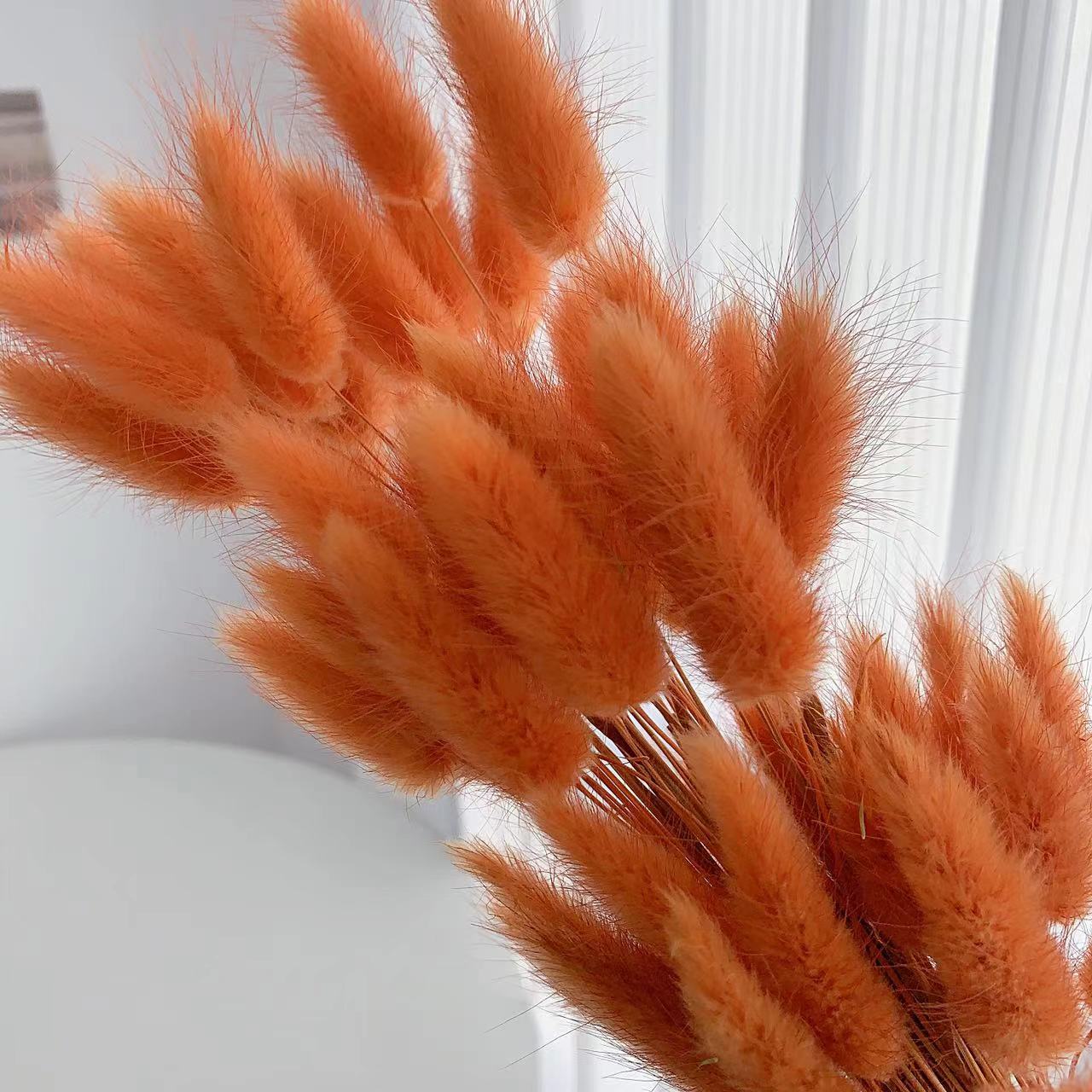 Bunny Tail Grass