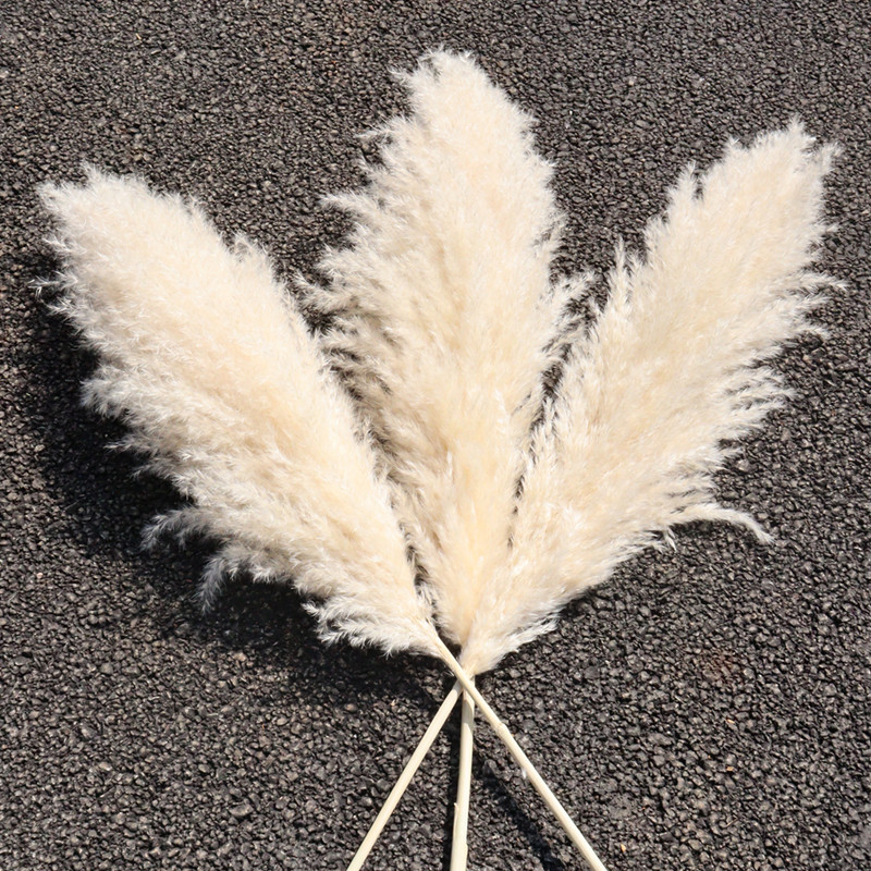 Large Plume Dry Pampas Grass