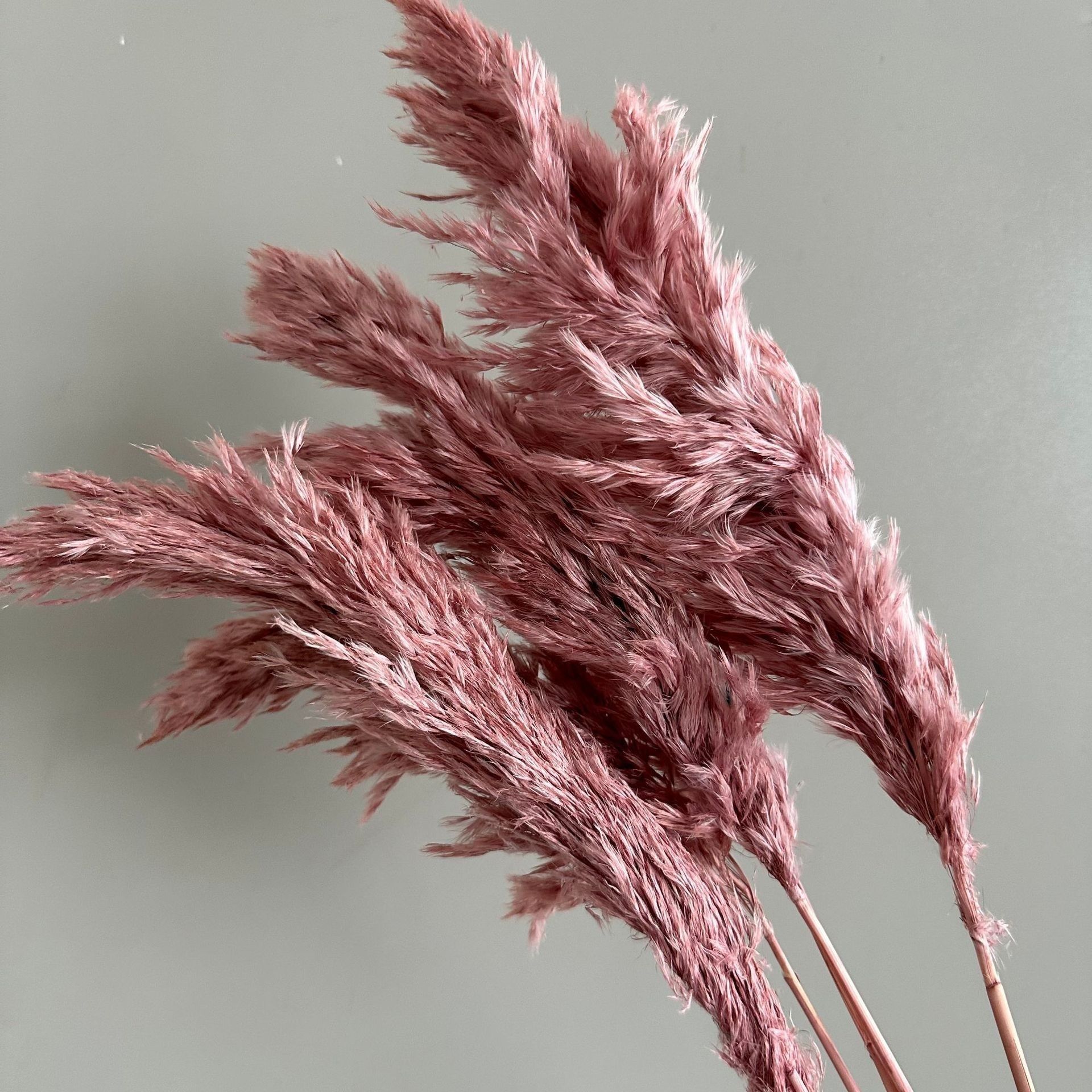 Wild reed pampas