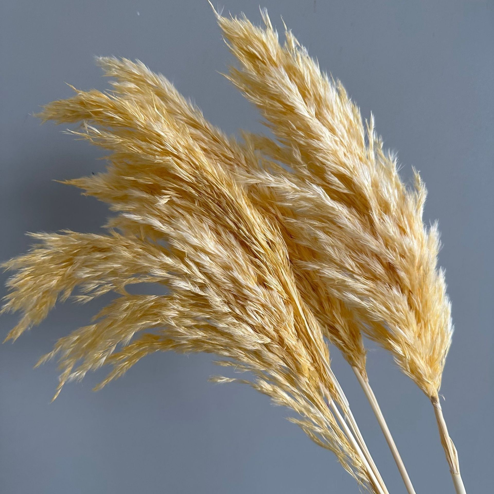 Wild reed pampas