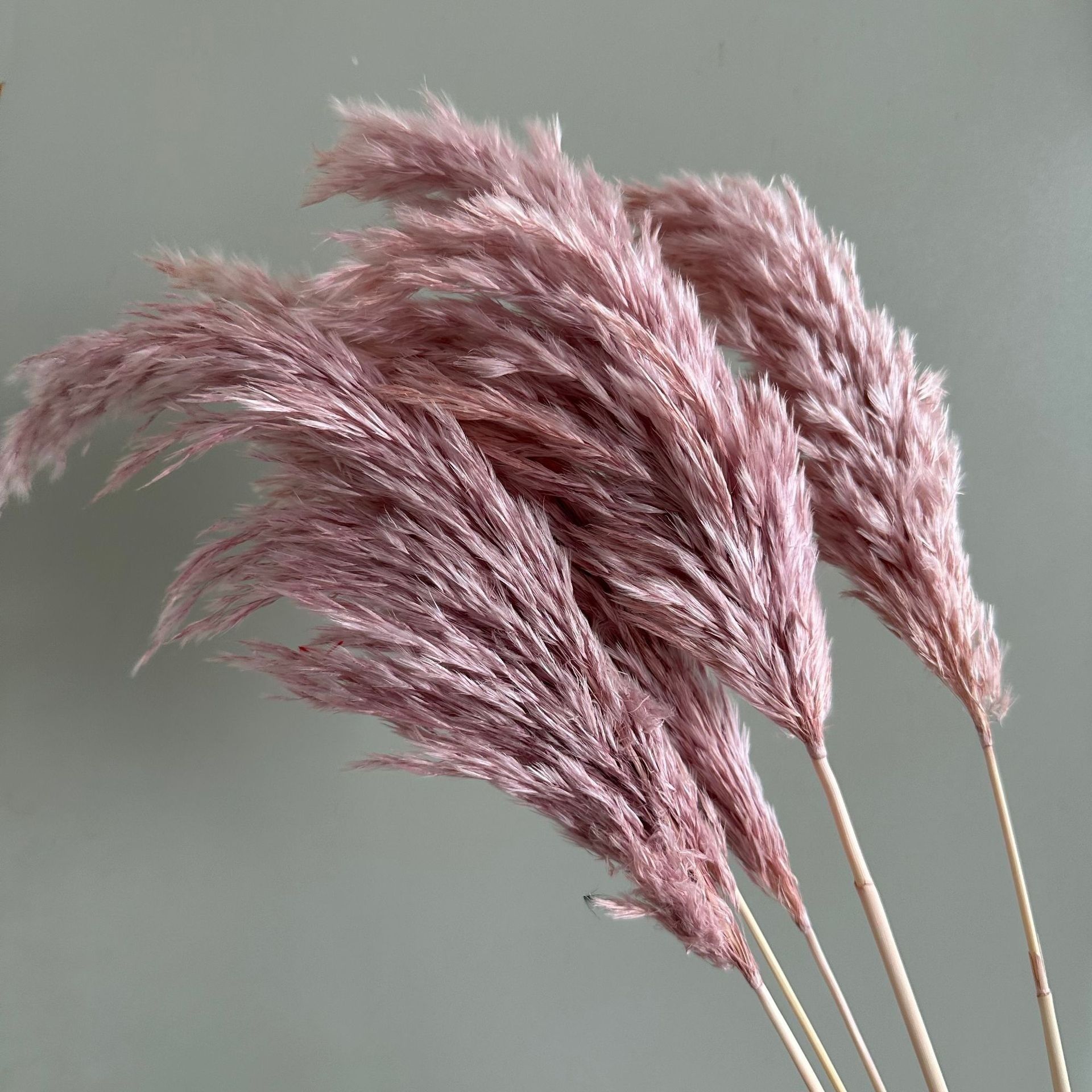 Wild reed pampas