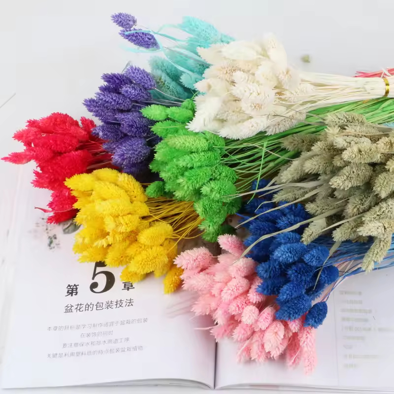 Phalaris Flowers/Gem Grass