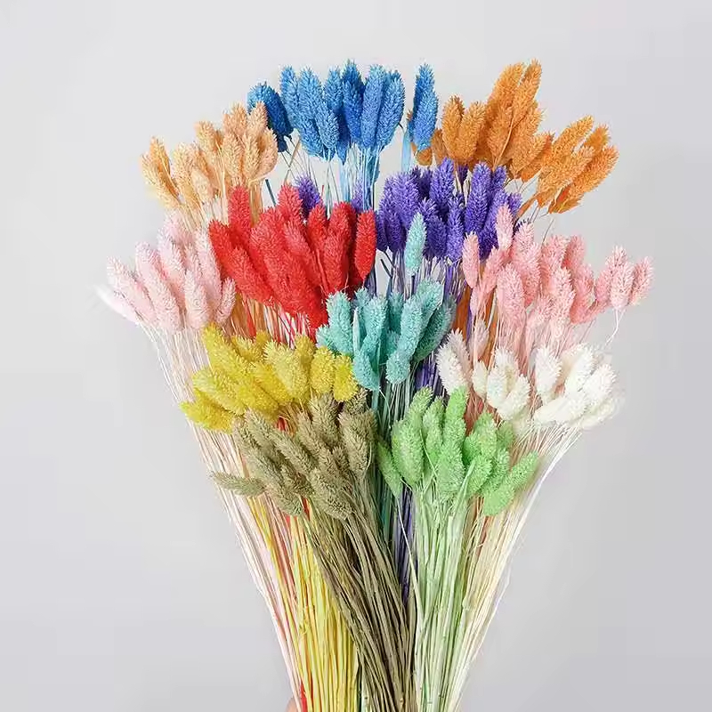 Phalaris Flowers/Gem Grass