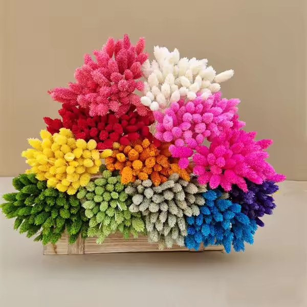 Phalaris Flowers/Gem Grass