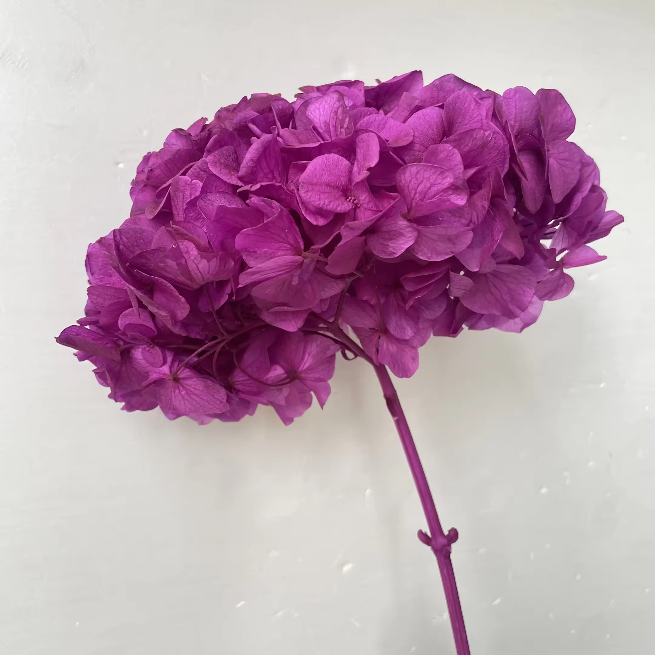 Big-leaf hydrangea