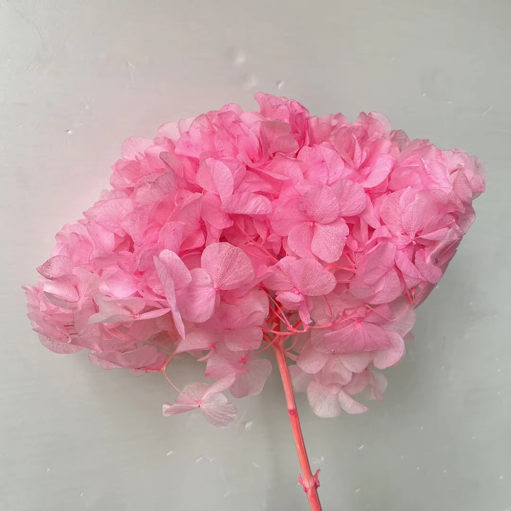 Big-leaf hydrangea