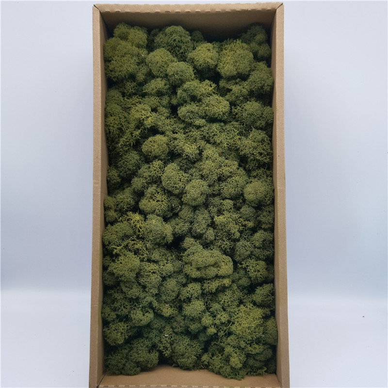 Preserved Reindeer Moss