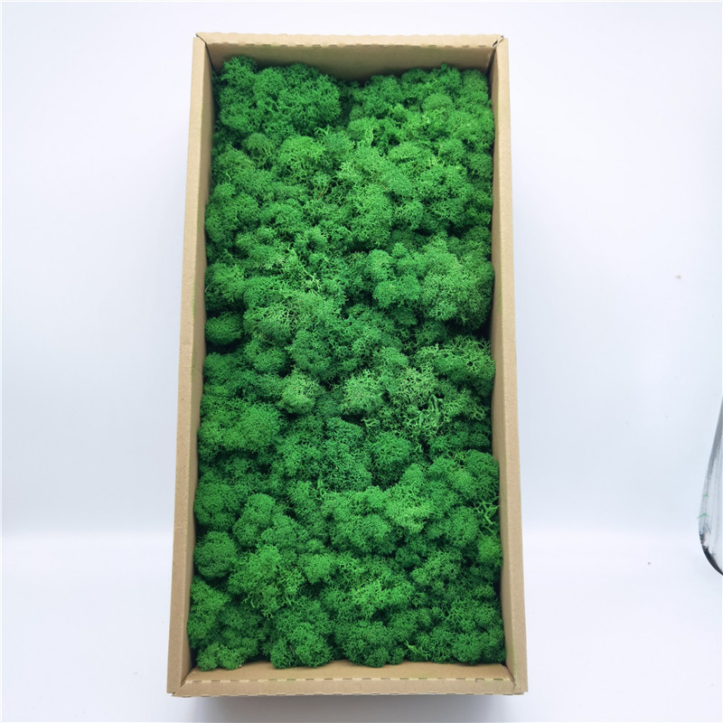 Preserved Reindeer Moss