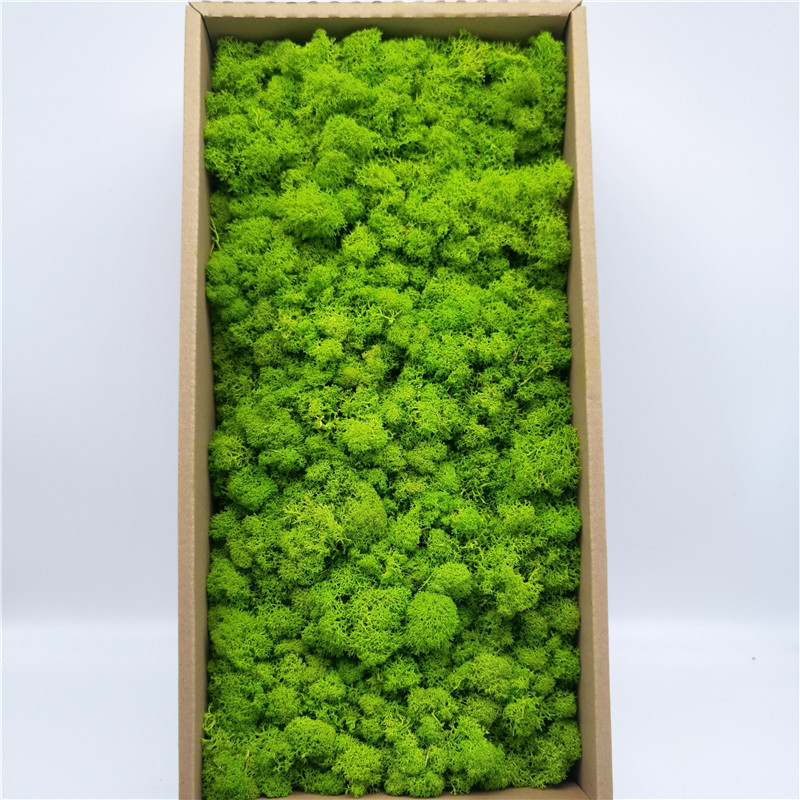 Preserved Reindeer Moss