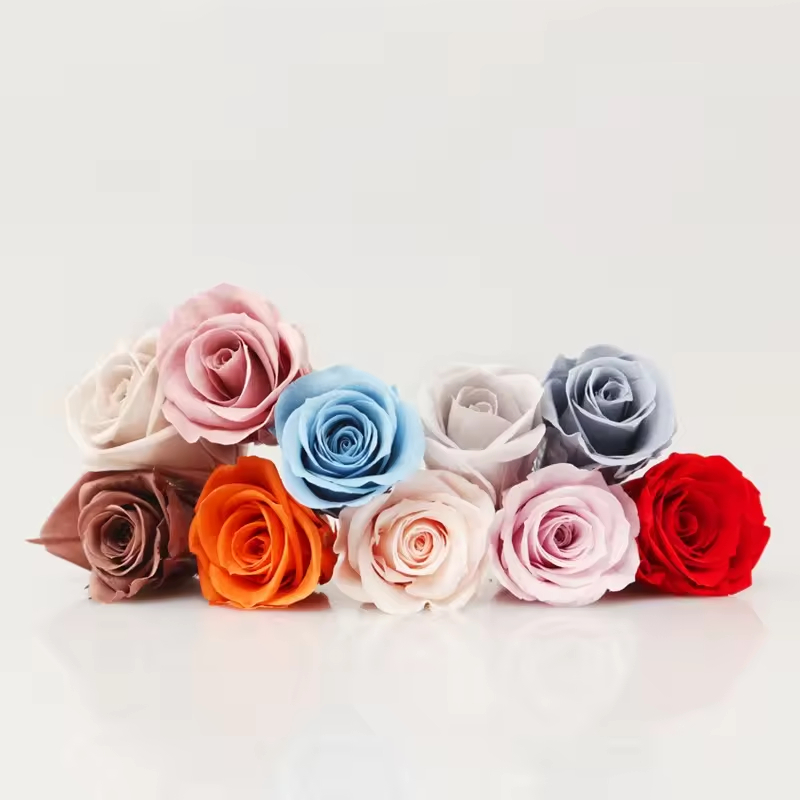 A Grade 5-6cm Preserved Rose Head