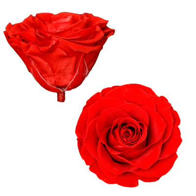 A Grade 7-8cm Preserved Rose Head