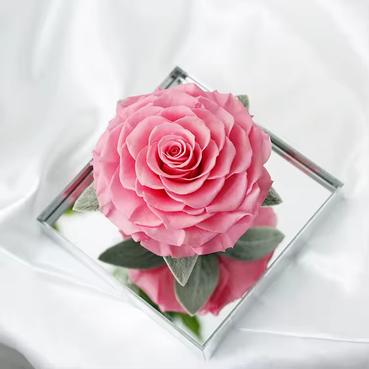 Mirror Single Rose
